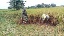 Babinsa Kedamean Dampingi Petani Binaan Tegakkan Padi Roboh
