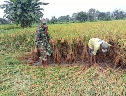 Babinsa Kedamean Dampingi Petani Binaan Tegakkan Padi Roboh