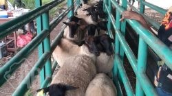 Dukung Ketahanan Pangan Nasional, Barantin Fasilitasi Pemasukan Hewan Ternak dari Australia Untuk Memperbaiki dan Memperkaya Keanekaragaman Hayati