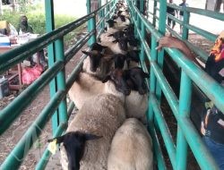 Dukung Ketahanan Pangan Nasional, Barantin Fasilitasi Pemasukan Hewan Ternak dari Australia Untuk Memperbaiki dan Memperkaya Keanekaragaman Hayati