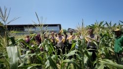 Dukung Program Asta Cita, Polsek Kenjeran Panen Raya 1,8 Ton Jagung Manis di Tambak Wedi