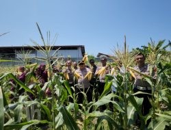 Dukung Program Asta Cita, Polsek Kenjeran Panen Raya 1,8 Ton Jagung Manis di Tambak Wedi